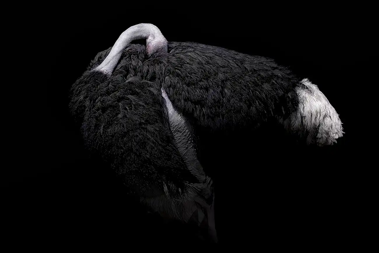 Fine-art portrait of Ostrich