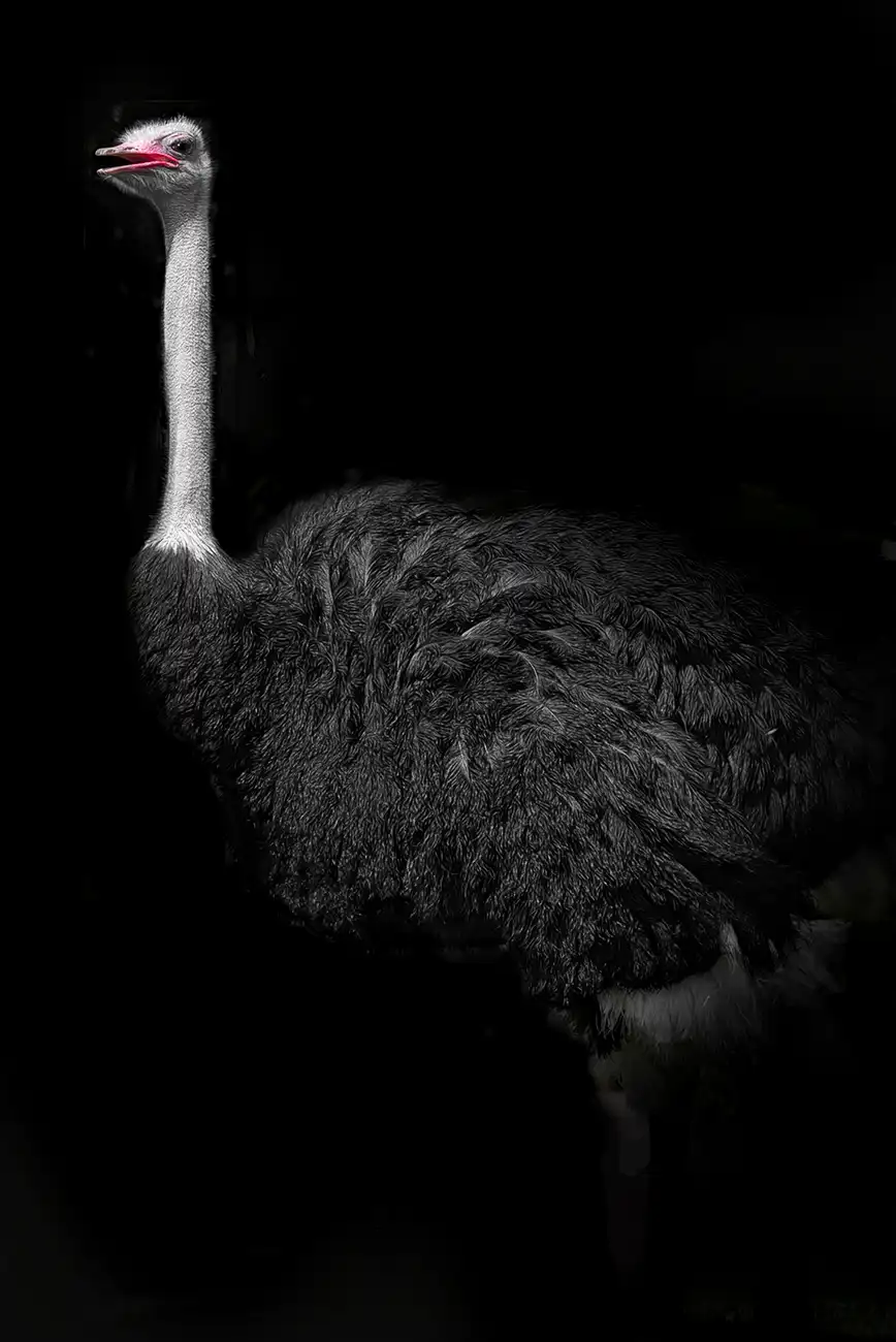 Fine-art portrait of Ostrich