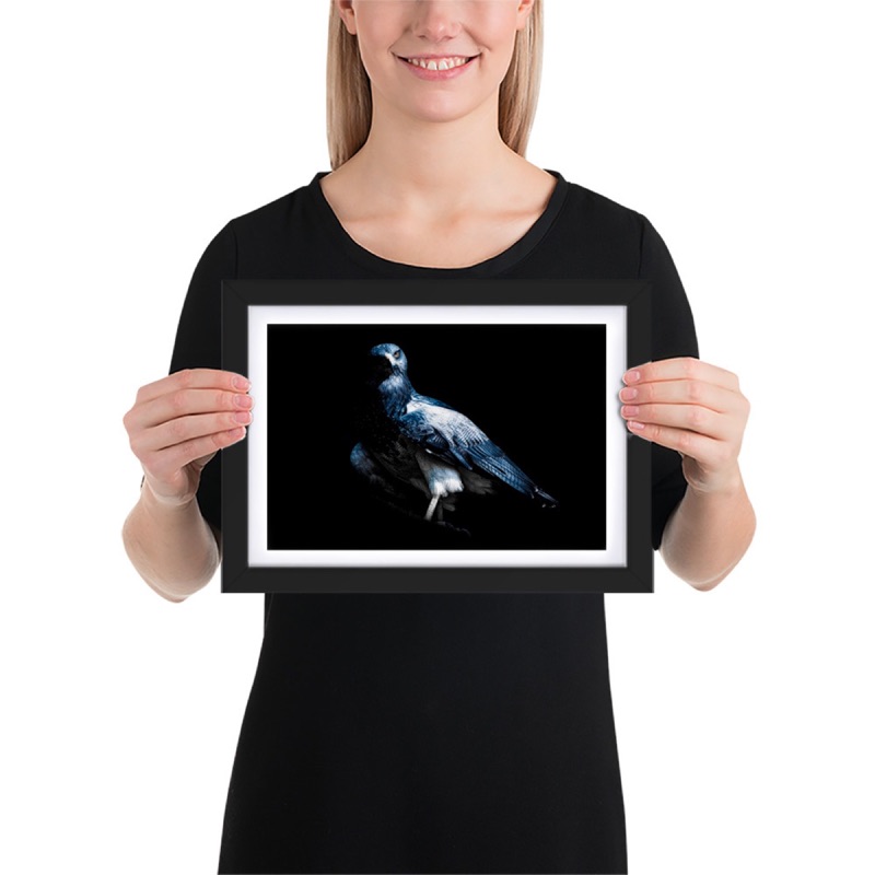 Ritratto fine art di aquila blu cilena (Geranoaetus melanoleucus) su sfondo nero