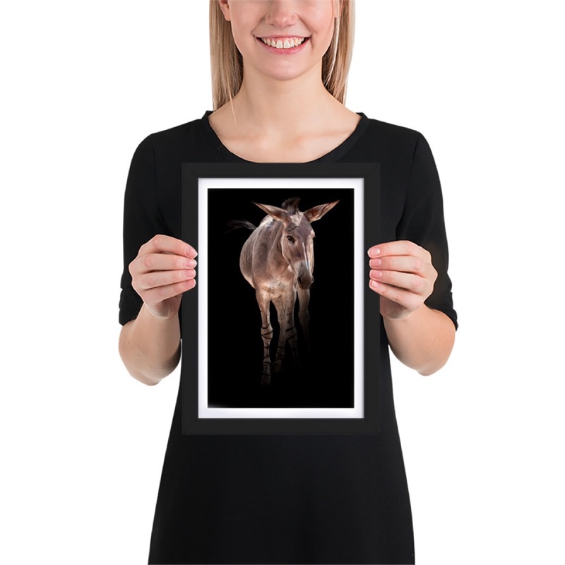 Fine-art portrait of somali wild ass (Equus africanus somaliensis) on a black background