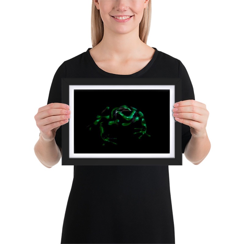 Fine-art portrait of green-and-black poison frog (Dendrobates auratus) on a black background