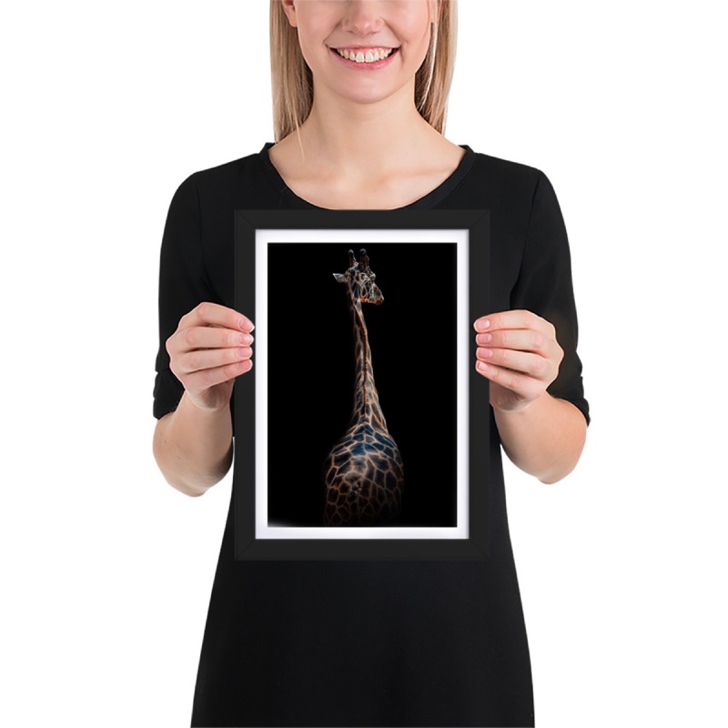 Fine-art portrait of giraffe (Giraffa camelopardalis) on a black background