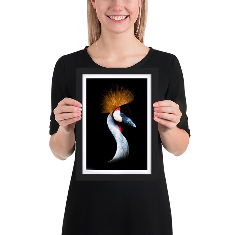 Fine-art portrait of grey crowned crane (Balearica regulorum) on a black background
