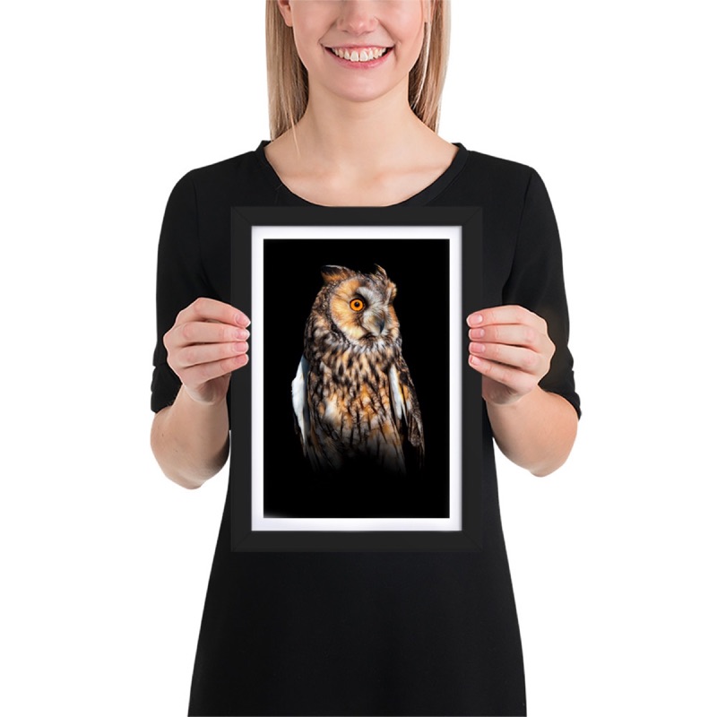 Fine-art portrait of long-eared owl (Asio otus) on a black background