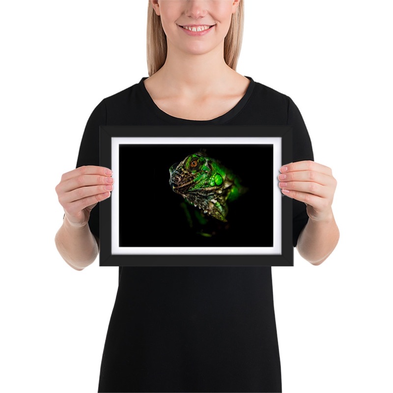 Fine-art portrait of green iguana (Iguana iguana) on a black background