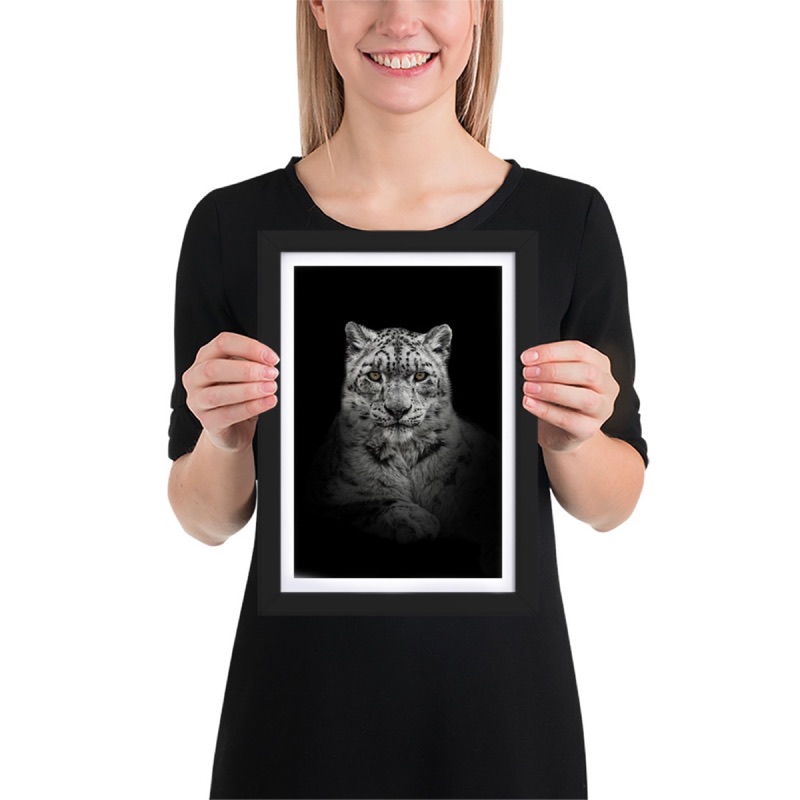 Fine-art portrait of snow leopard (Panthera uncia) on a black background