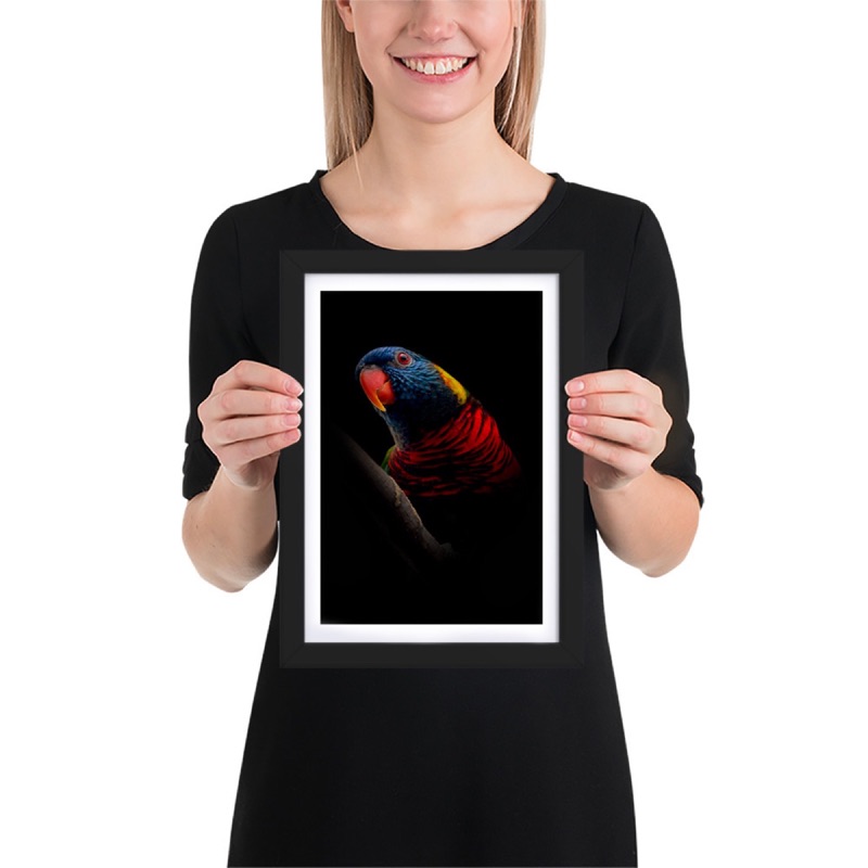 Fine-art portrait of rainbow lorikeet (Trichoglossus moluccanus) on a black background