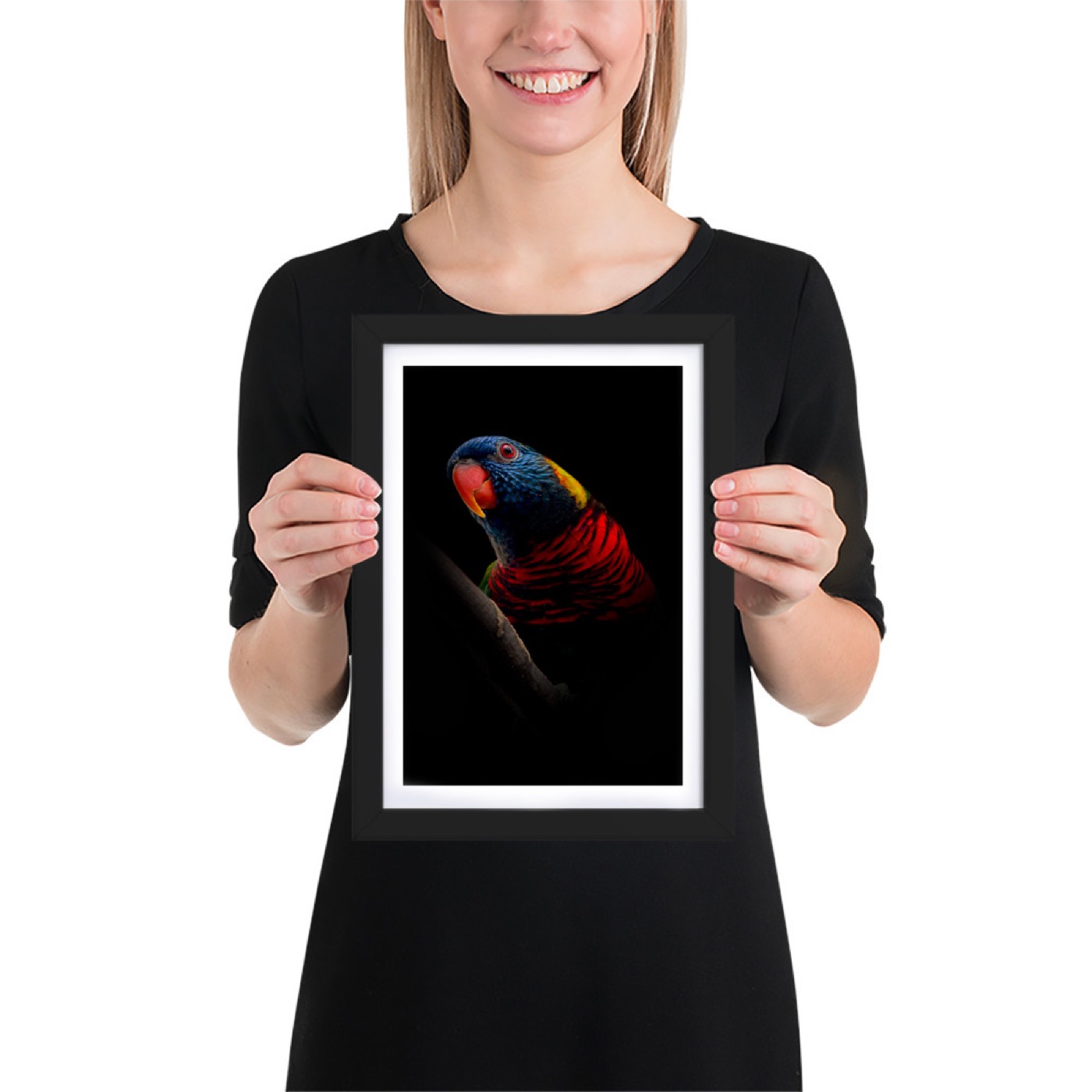 Fine-art portrait of rainbow lorikeet (Trichoglossus moluccanus) on a black background