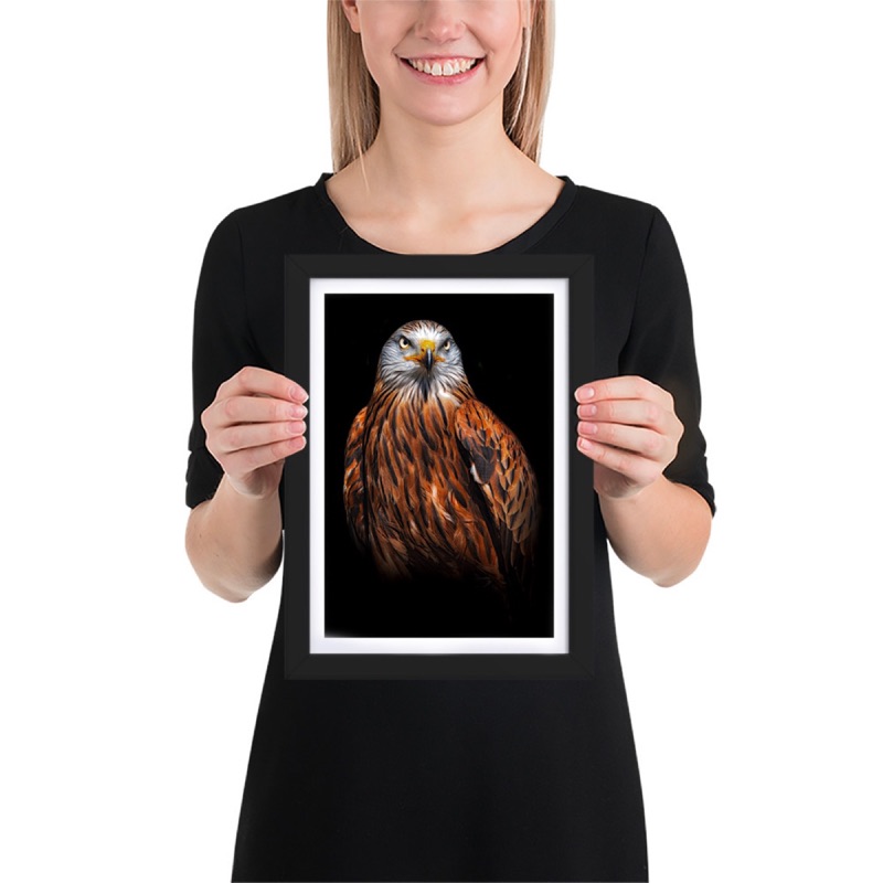Fine-art portrait of red kite (Milvus milvus) on a black background
