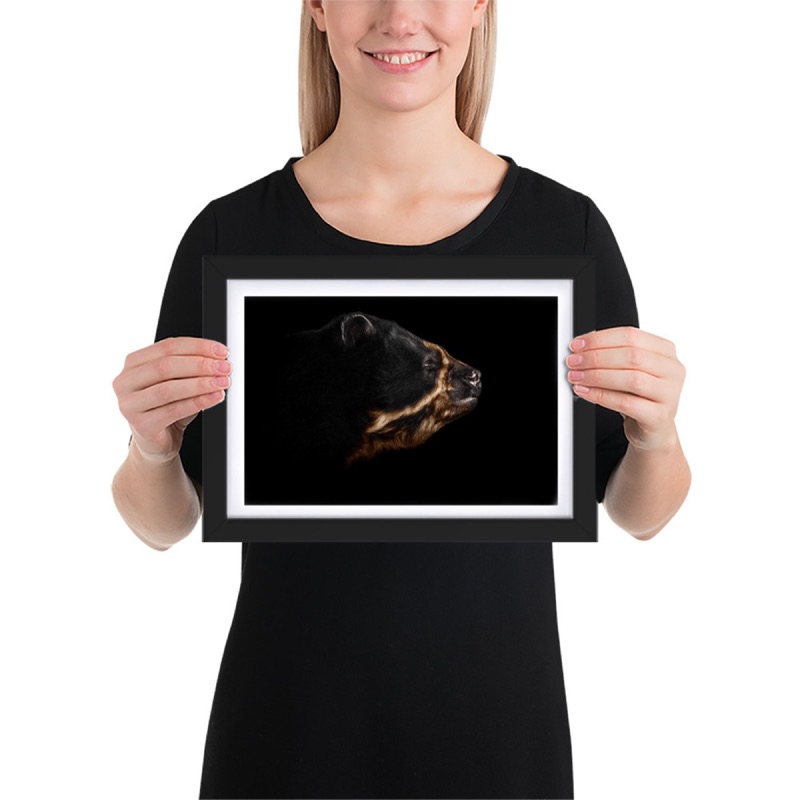 Fine-art portrait of andean bear (Tremarctos ornatus) on a black background