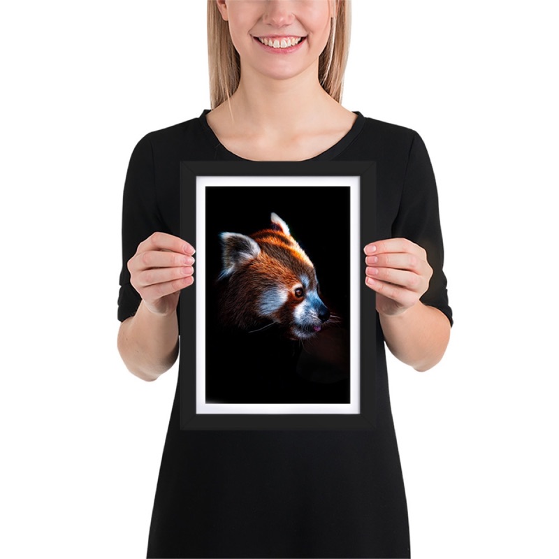 Fine-art portrait of red panda (Ailurus fulgens) on a black background