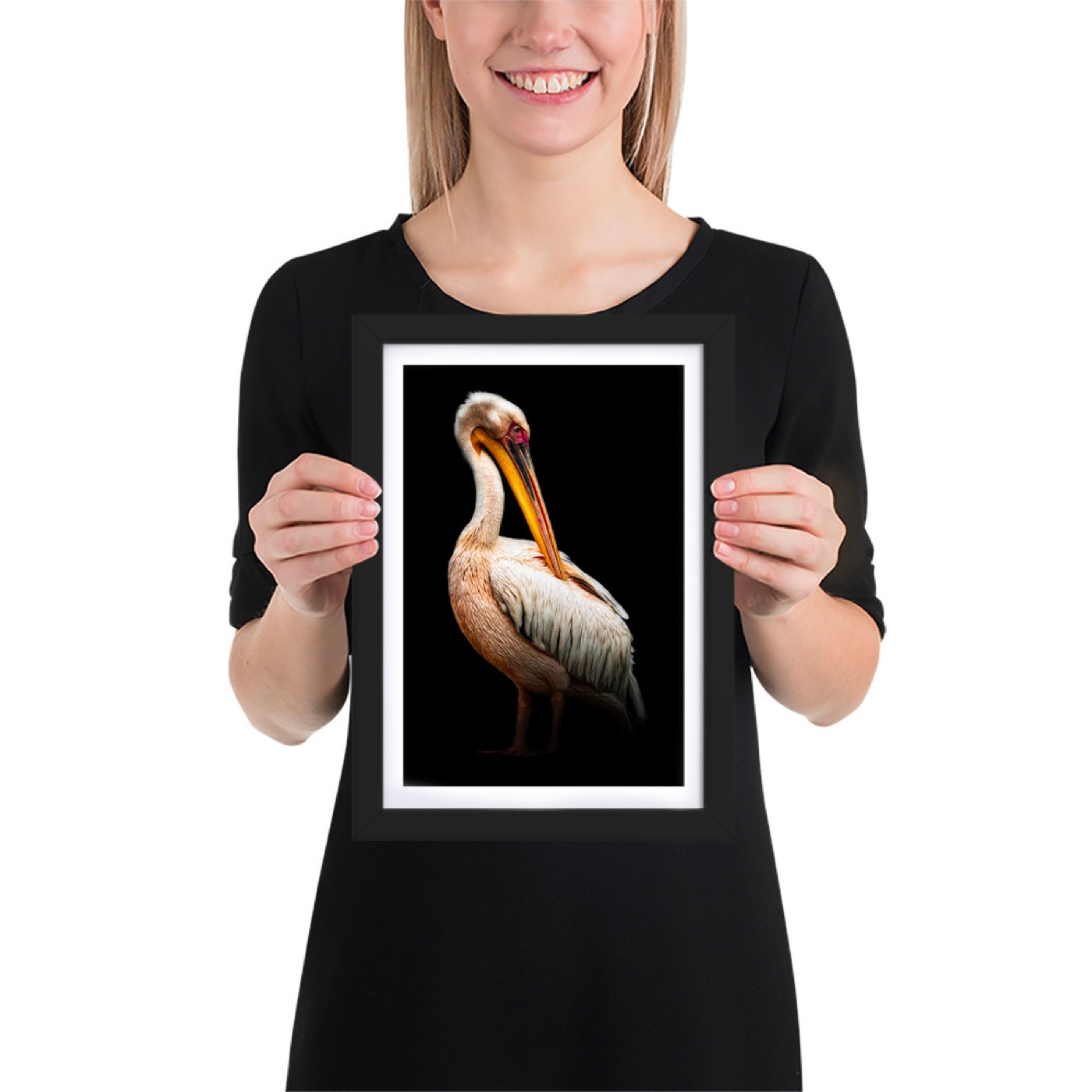 Fine-art portrait of great white pelican (Pelecanus onocrotalus) on a black background