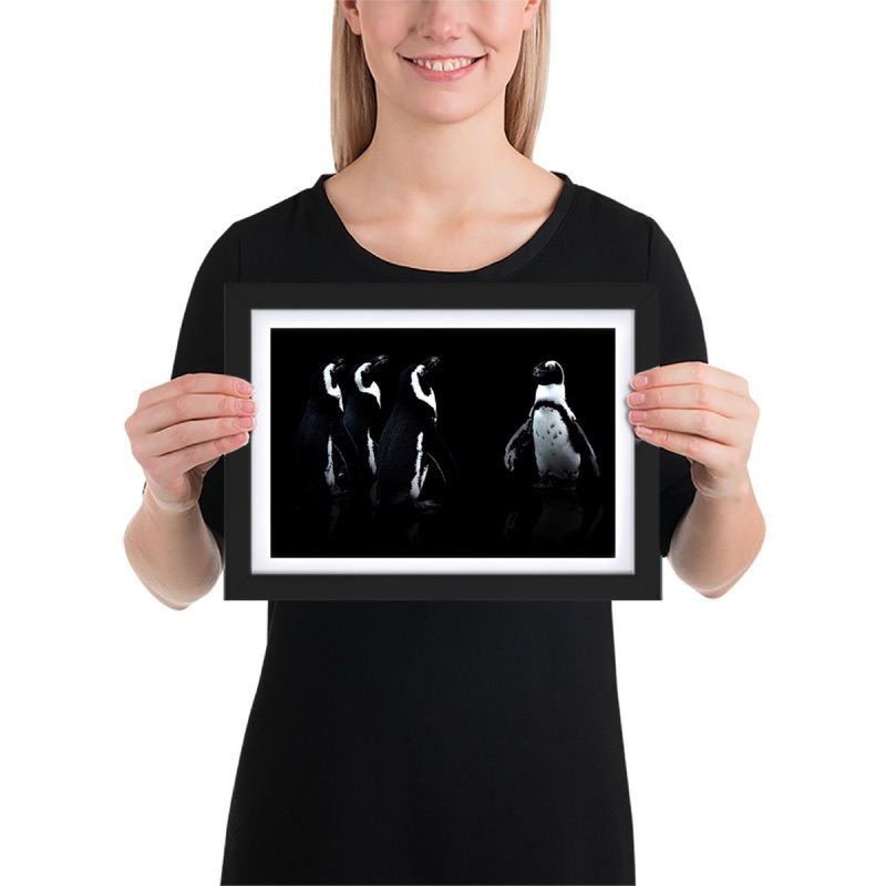Fine-art portrait of african penguins (Spheniscus demersus) on a black background