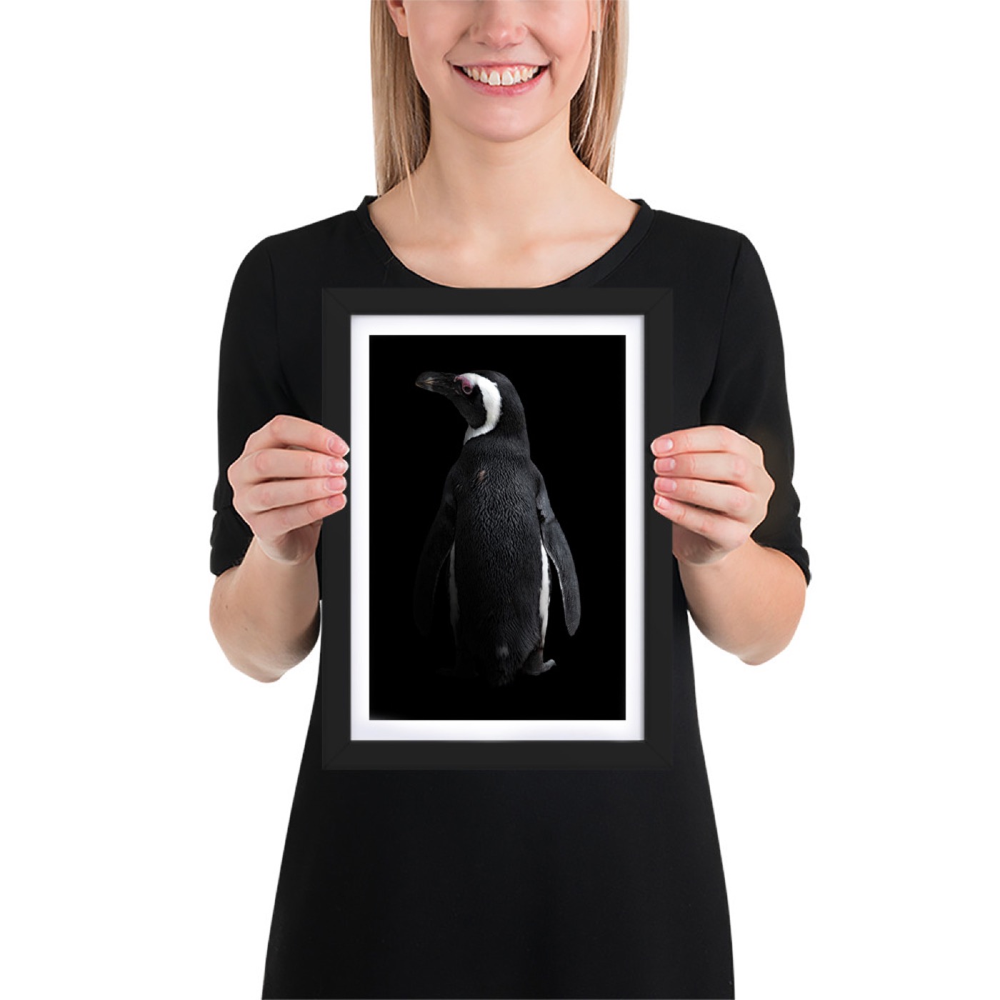 Ritratto fine art di pinguino africano (Spheniscus demersus) su sfondo nero
