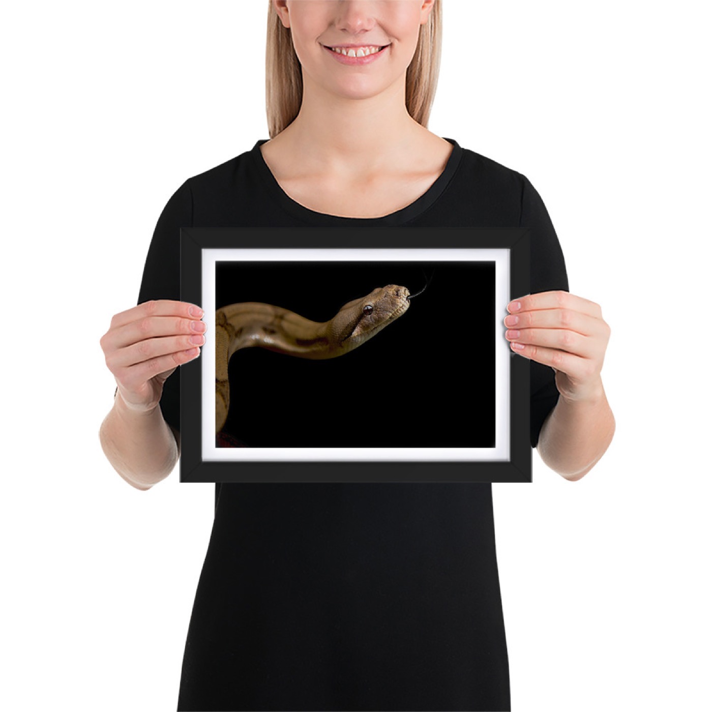 Fine-art portrait of ball python (Python regius) on a black background
