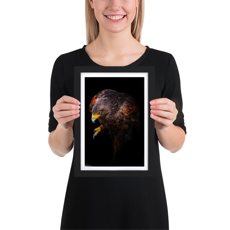 Fine-art portrait of Harris's hawk (Parabuteo unicinctus) on a black background