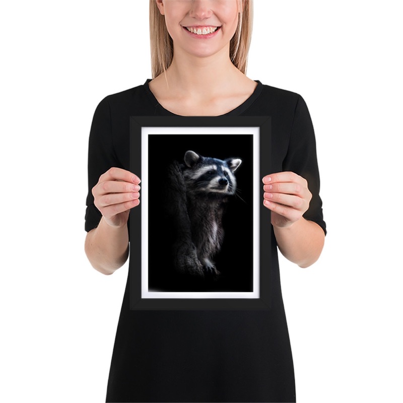 Fine-art portrait of raccoon (Procyon lotor) on a black background