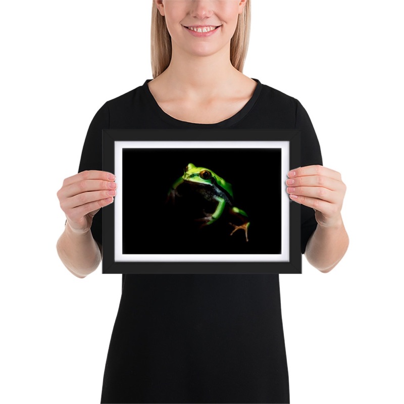 Ritratto fine art di raganella (Hyla arborea) su sfondo nero