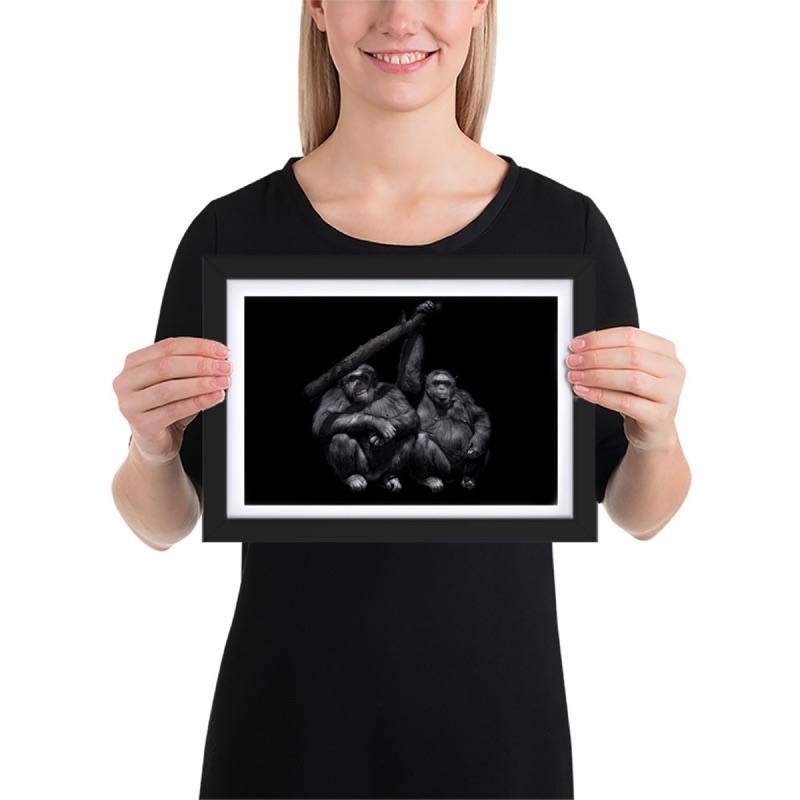 Fine-art portrait of chimpanzee (Pan troglodytes) on a black background