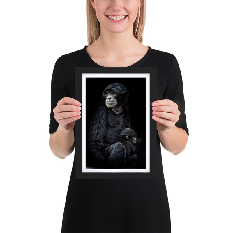 Fine-art portrait of siamang (Symphalangus syndactylus) on a black background