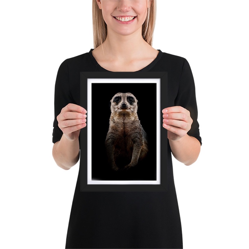 Fine-art portrait of meerkat (Suricata suricatta) on a black background