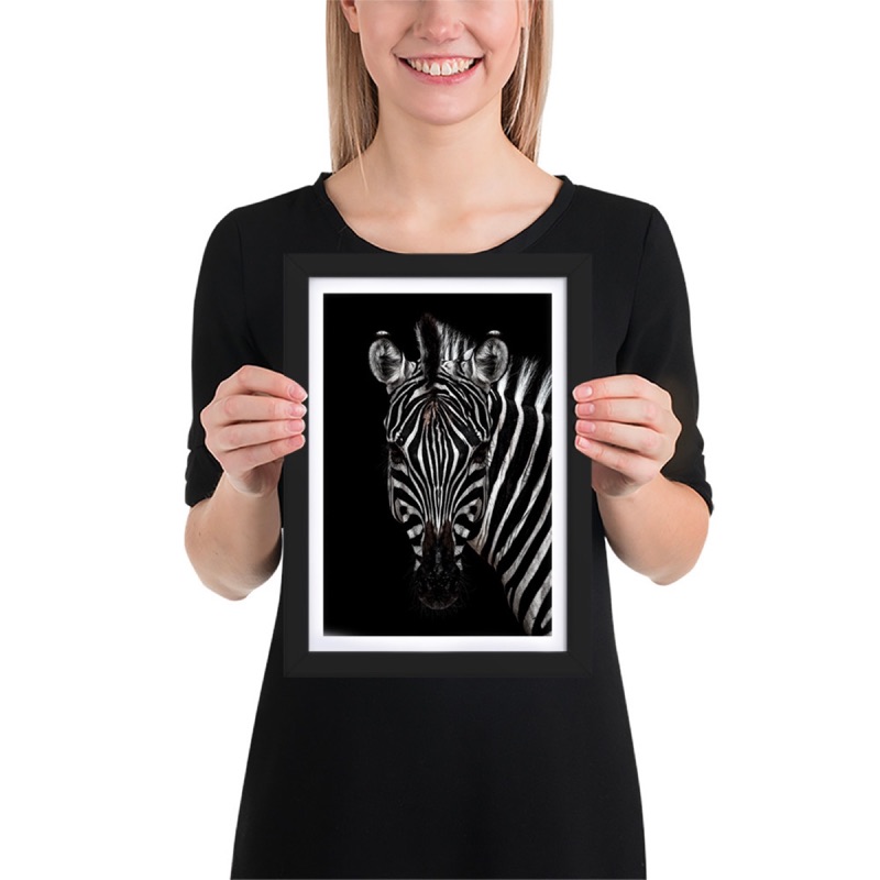 Fine-art portrait of plains zebra (Equus quagga) on a black background